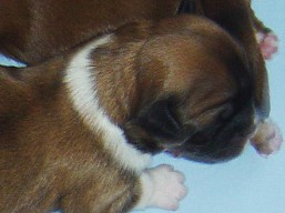 Vrh C, šteniatka Lhasa Apso, Lhasa Apso