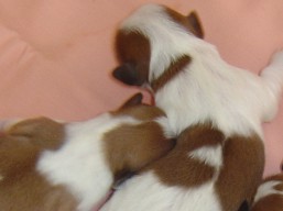 Vrh D, šteniatka Lhasa Apso, Lhasa Apso