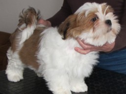 DANTE Ivepet, Lhasa Apso