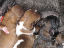 Vrh E, šteniatka Lhasa Apso, Lhasa Apso