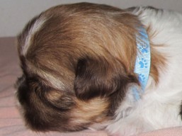 Vrh E, šteniatka Lhasa Apso, Lhasa Apso