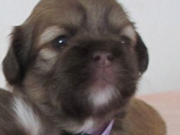 Vrh E, šteniatka Lhasa Apso, Lhasa Apso