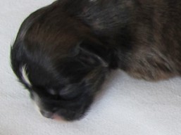 Vrh F, šteniatka Lhasa Apso, Lhasa Apso