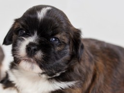 Vrh F, šteniatka Lhasa Apso, Lhasa Apso