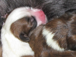 Vrh G, šteniatka Lhasa Apso, Lhasa Apso