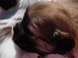 Vrh G, šteniatka Lhasa Apso, Lhasa Apso