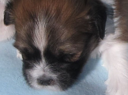 Vrh G, šteniatka Lhasa Apso, Lhasa Apso