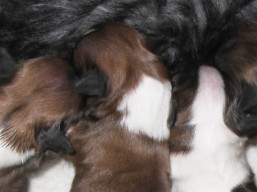 Vrh H,šteniatka Lhasa Apso, Lhasa Apso