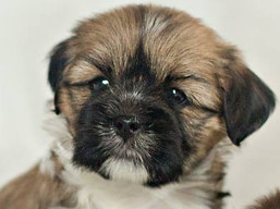 Vrh H, šteniatka Lhasa Apso, Lhasa Apso