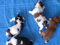 Vrh I, šteniatka Lhasa Apso, Lhasa Apso