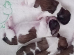 Vrh J, šteniatka Lhasa Apso, Lhasa Apso