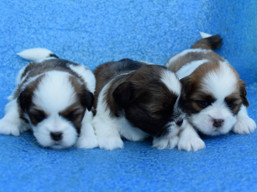 Vrh J, šteniatka lhasa apso, Lhasa Apso