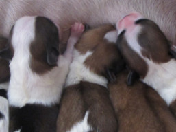 Vrh K, šteniatka lhasa apso, Lhasa Apso