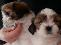 Vrh K, šteniatka lhasa apso, Lhasa Apso