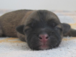 Vrh L, šteniatka lhasa apso, Lhasa Apso