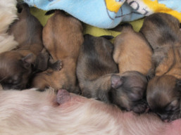 Vrh M, šteniatka lhasa apso, Lhasa Apso