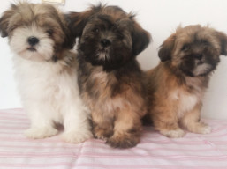 vrh M, šteniatka Lhasa apso, Lhasa Apso