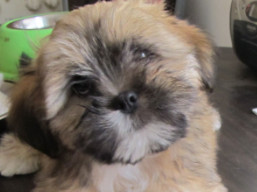 Vianočné šteniatka..., Lhasa Apso