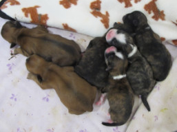 vrh O, šteniatka Lhasa apso, Lhasa Apso