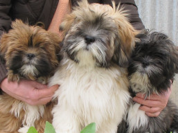 vrh N, šteniatka Lhasa apso, Lhasa Apso