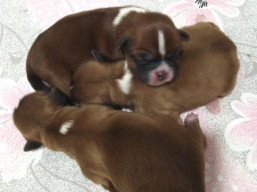 vrh P, šteniatka Lhasa apso, Lhasa Apso