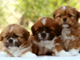 vrh P, šteniatka Lhasa Apso, Lhasa Apso