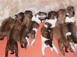 Vrh Q, šteniatka Lhasa apso, Lhasa Apso