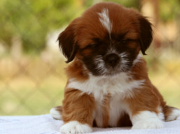 Šteniatka..., Lhasa Apso