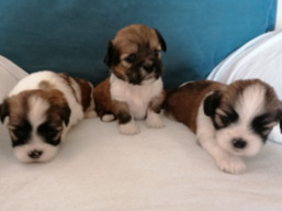 Vrh Q, šteniatka Lhasa apso, Lhasa Apso