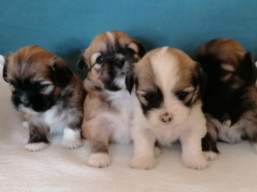 vrh Q, šteniatka Lhasa apso, Lhasa Apso