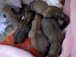 Vrh R, šteniatka Lhasa apso, Lhasa Apso