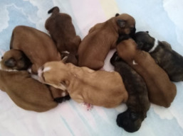 Vrh S, šteniatka lhasa apso