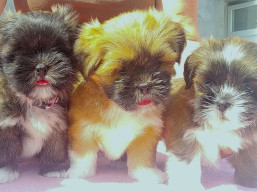 Vrh S, šteniatka lhasa apso