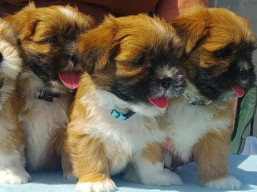 Vrh S, šteniatka lhasa apso