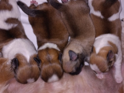 Vrh T, šteniatka lhasa apso