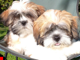 Vrh T,  šteniatka lhasa apso