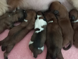 Vrh U,šteniatka lhasa apso