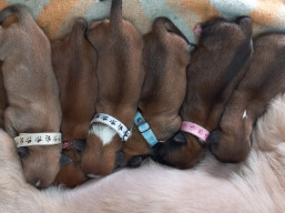 Vrh V, šteniatka lhasa apso