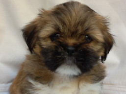 Vrh V, šteniatka lhasa apso