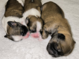 Vrh W, šteniatka lhasa apso