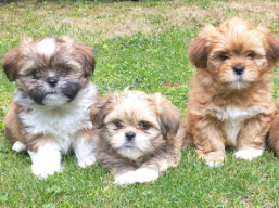 Vrh X, šteniatka lhasa apso