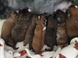 Vrh Y, šteniatka Lhasa apso