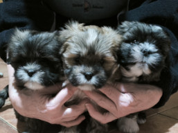 Vrh Y, šteniatka lhasa apso