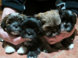 Vrh Y, šteniatka lhasa apso