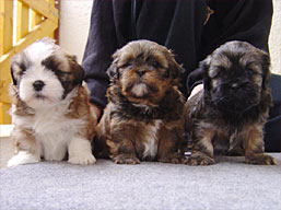 Vrh G, šteniatka Lhasa Apso, Lhasa Apso