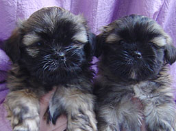 Vrh H, šteniatka Lhasa Apso, Lhasa Apso