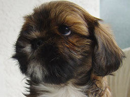 Vrh I, šteniatka Lhasa Apso, Lhasa Apso