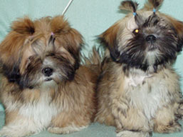 Vrh CH, šteniatka Lhasa Apso, Lhasa Apso