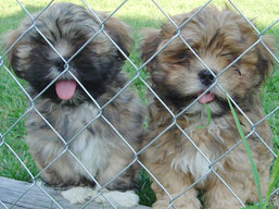 Vrh J, šteniatka Lhasa Apso, Lhasa Apso