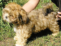 Vrh J, šteniatka Lhasa Apso, Lhasa Apso